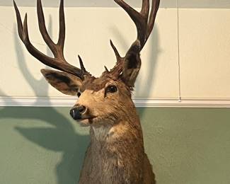 Mule Deer Mount 
