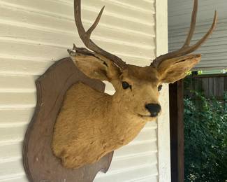 Antique deer mount From the Big Bend area of Texas