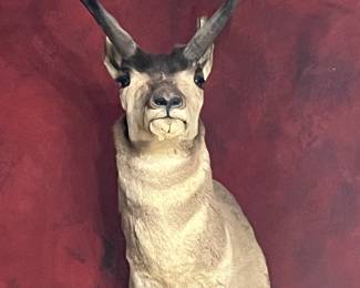 Vintage Antelope (pronghorn) Mount 