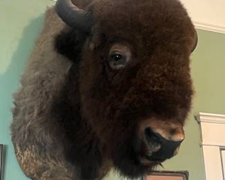 Huge early American bison Taxidermy mount
