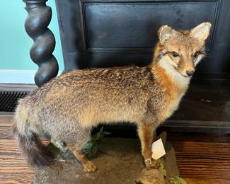 Vintage Gray Fox Taxidermy Mount