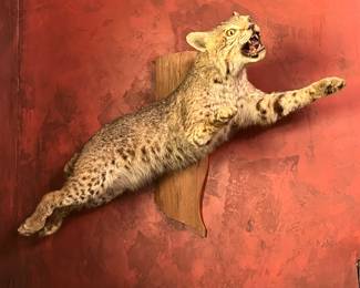Vintage Bobcat Mount