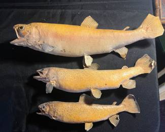 Early Taxidermy Trout