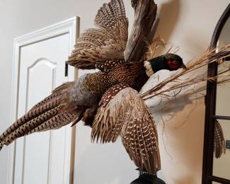 Mounted Pheasant