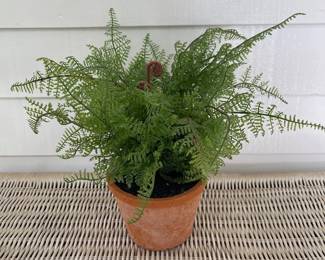 Pottern Barn Fern, terracotta