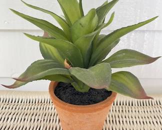 Pottery Barn Succlent, terracotta