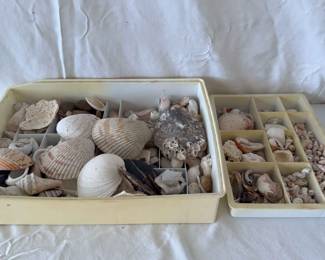 Lot Of Assorted Seashells