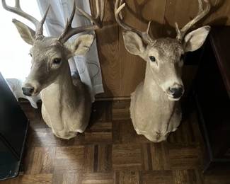 Deer Heads
