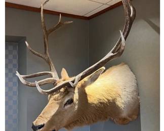 55. Elk Head