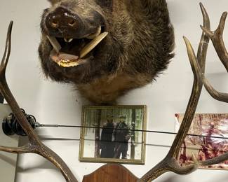 Taxidermy