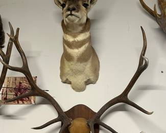 Taxidermy