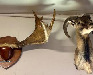 Taxidermy