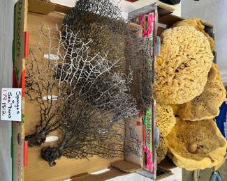 Sponged and Sea Fan 