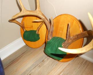more Deer Antlers