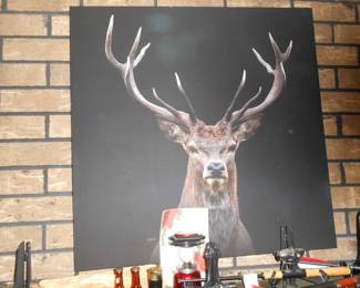 Deer Picture