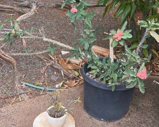 NFF140- Beautiful Potted Crown Of Thorns Plants / Flowers 