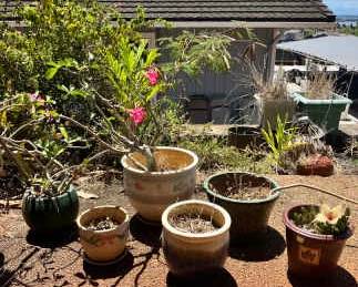 NFF128- Desert Rose Plants W/ Large Ceramic Pots! 