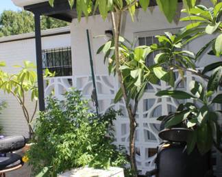beautiful potted huge plants