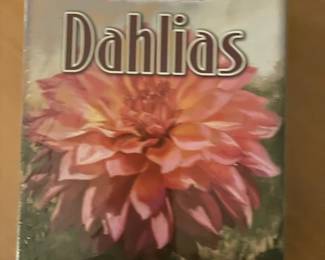 Dahlias