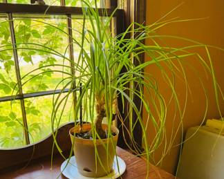 Ponytail plant