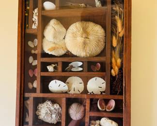 Collection of seashells in a shadowbox