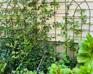 Trellis and plants