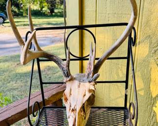 French mount deer 