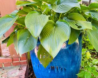 Large, beautiful pot with hosta