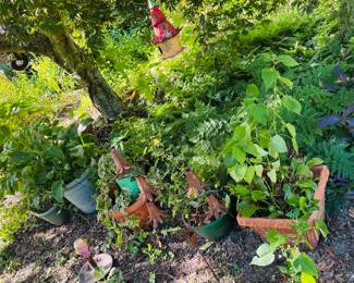 Lots of pots and beautiful plants