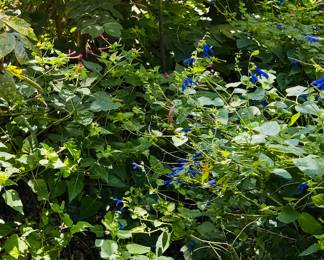 Bottle tree and plants