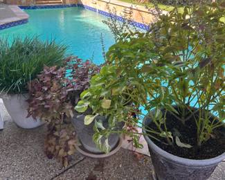 PLANTS