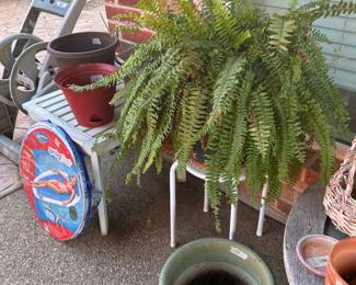 BOSTON FERN