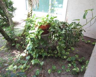 Plants