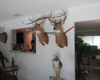 Deer and wolf mounts all registered!