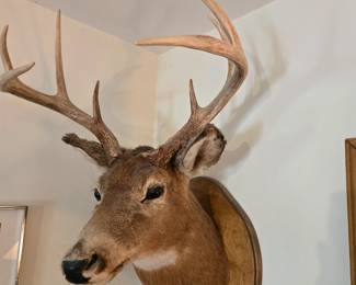Oh Deer!!!  Nice mounting