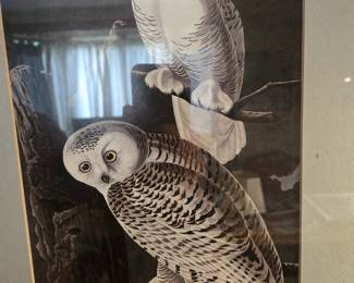 Audubon print
