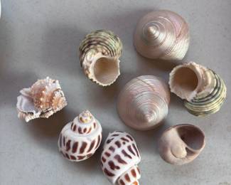 Sea. Shells