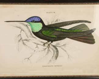 Antique Bird color etching #2