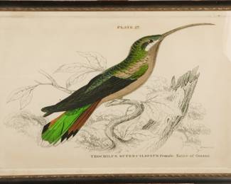 Antique Bird color etching #1