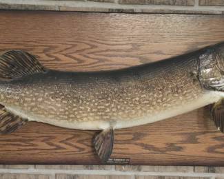 TAXIDERMY CANADIAN MUSKIE MOUNT