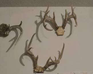 MULTIPLE DEER ANTLER MOUNTS
