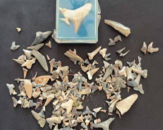 Shark Teeth