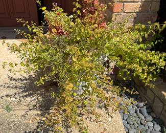 Plant