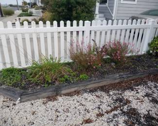 Plants - daylilies; gaura