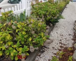 Hydrangeas