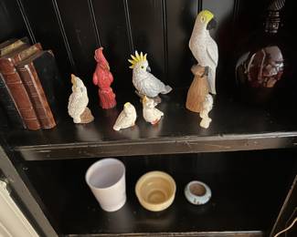Cockatiel parrot collection