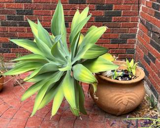 outdoor potted plants