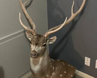 Axis deer mount
