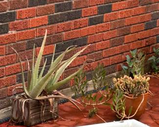 drought resistant potted plants