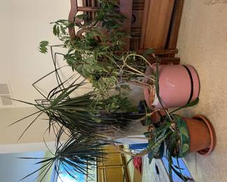 Houseplants